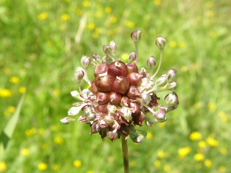 Field Garlic