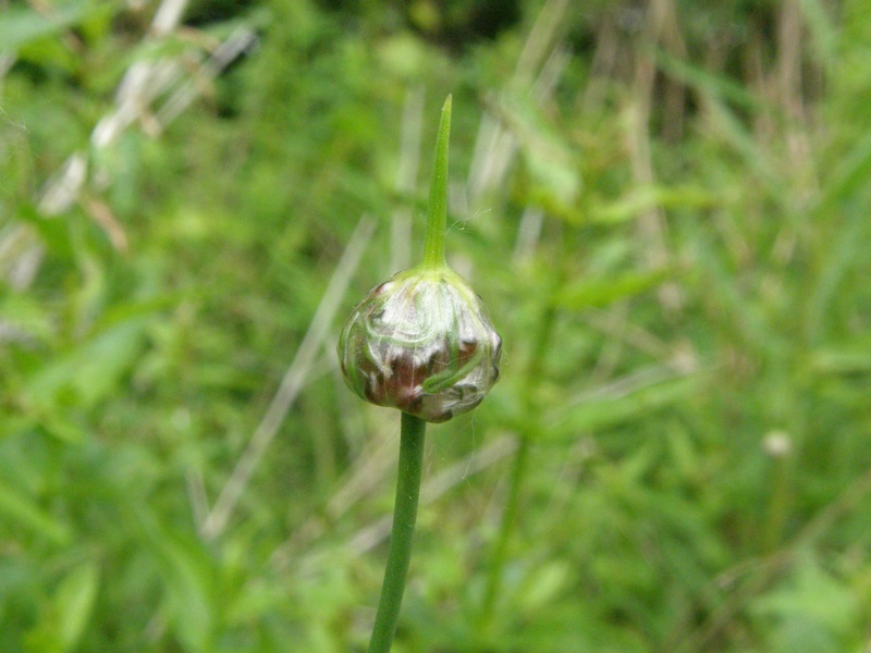 Field Garlic