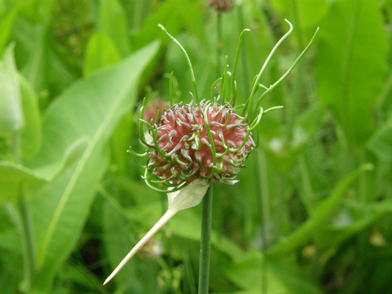 Field Garlic