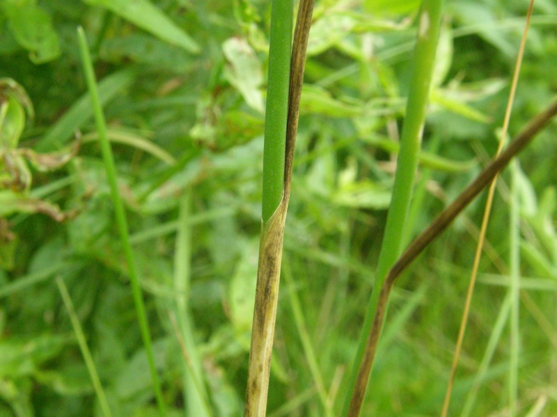 Field Garlic