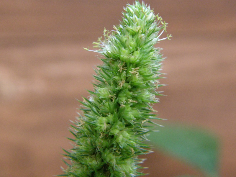 Redroot Amaranth