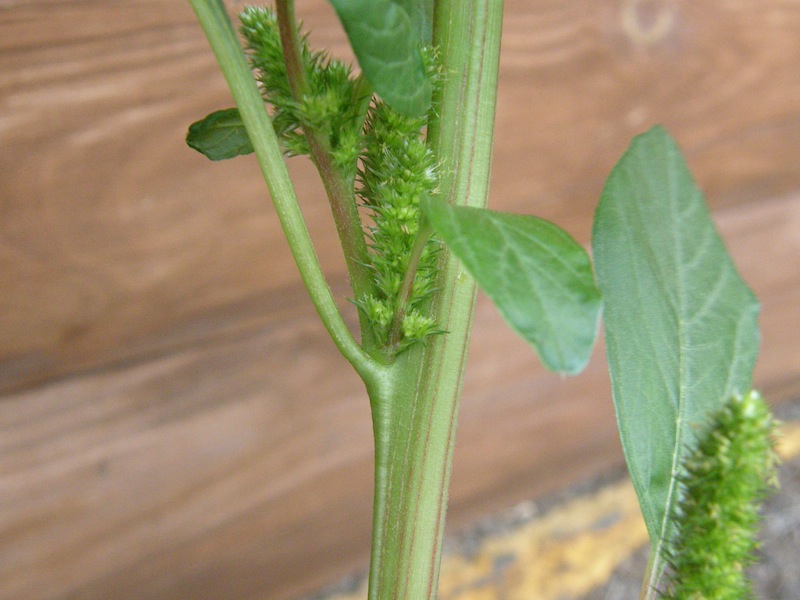 Redroot Amaranth