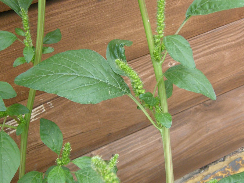 Redroot Amaranth