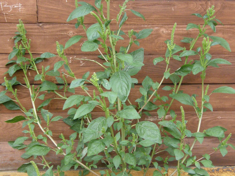 Redroot Amaranth