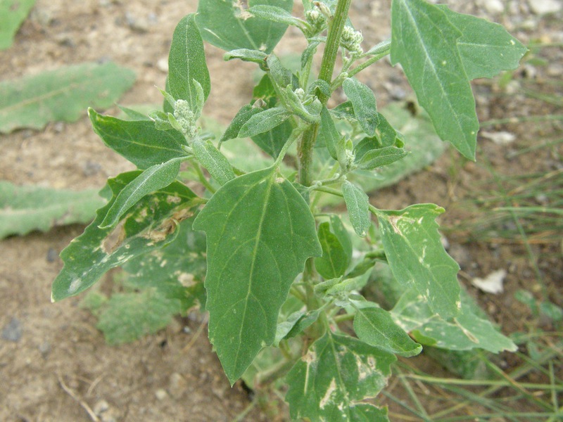 Lambs Quarters