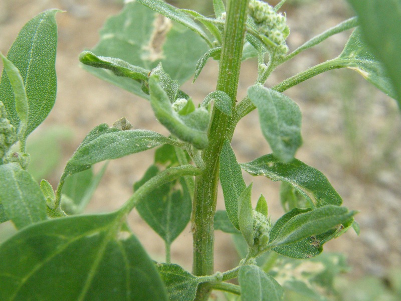 Lambs Quarters