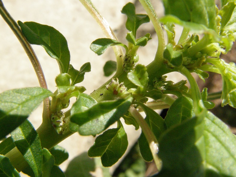 Prostrate Pigweed