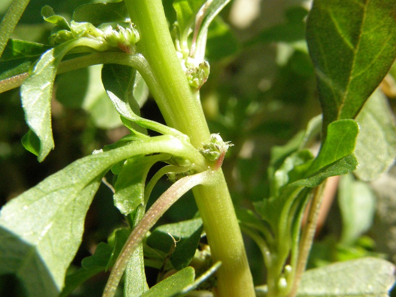 Prostrate Pigweed