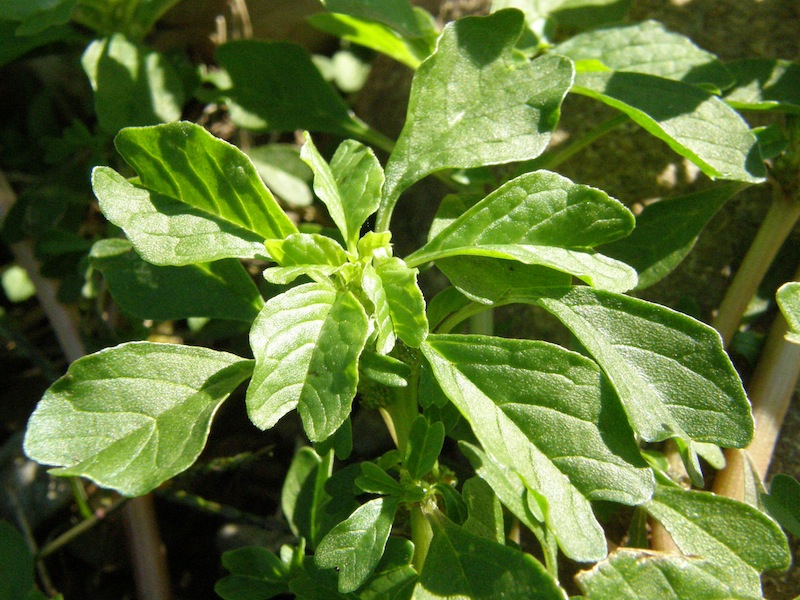 Prostrate Pigweed