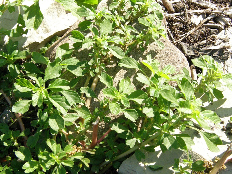 Prostrate Pigweed