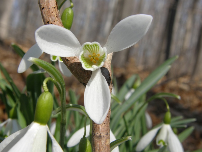 Common Snowdrop