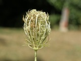 Queen Anne's Lace