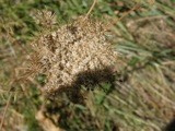 Queen Anne's Lace