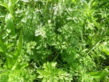 Queen Anne's Lace