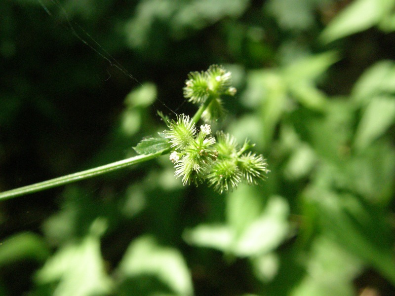 Black Snakeroot