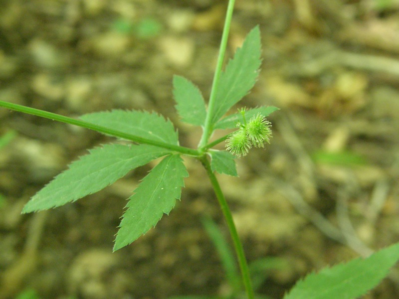 Black Snakeroot
