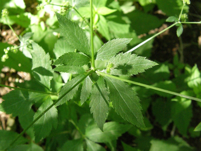 Black Snakeroot