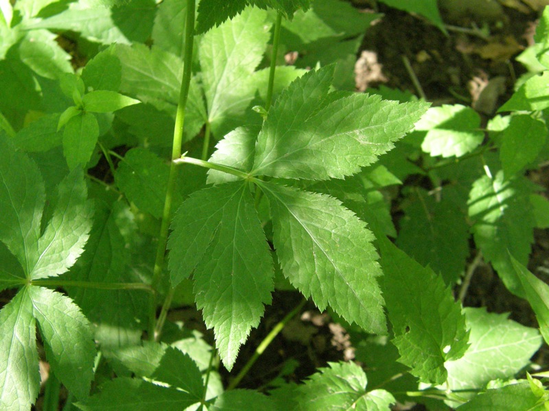 Black Snakeroot