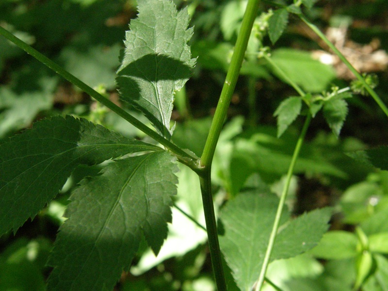 Black Snakeroot