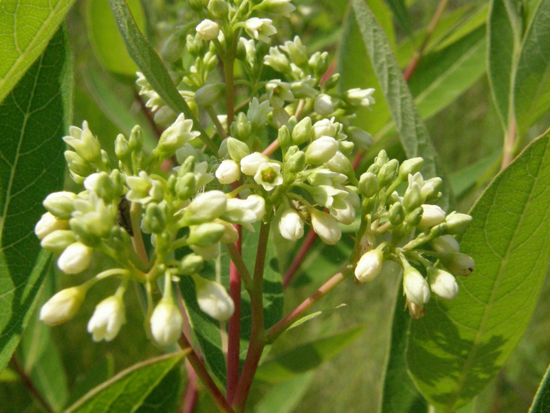 Indian Hemp