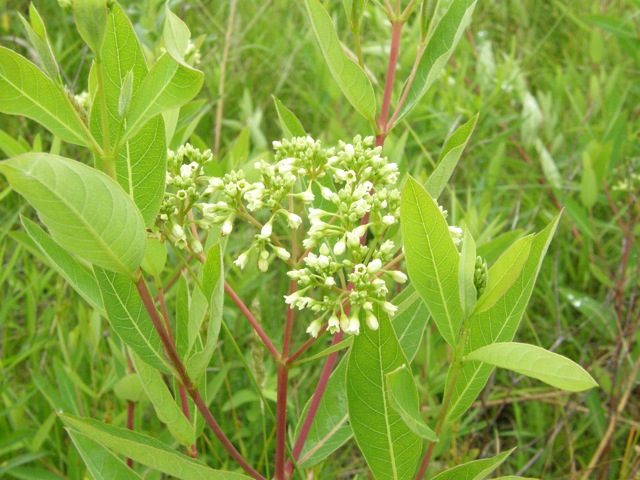 Indian Hemp