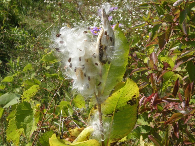 Common Milkweed