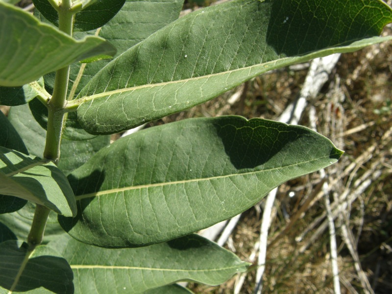 Common Milkweed