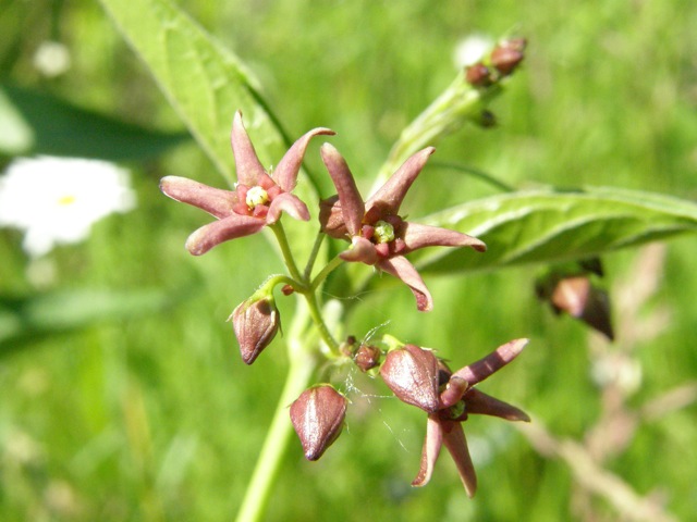 Black Swallow-wort