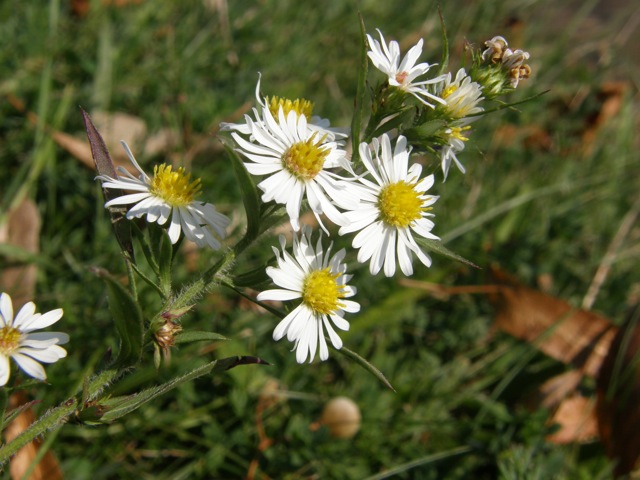 Awl Aster ?