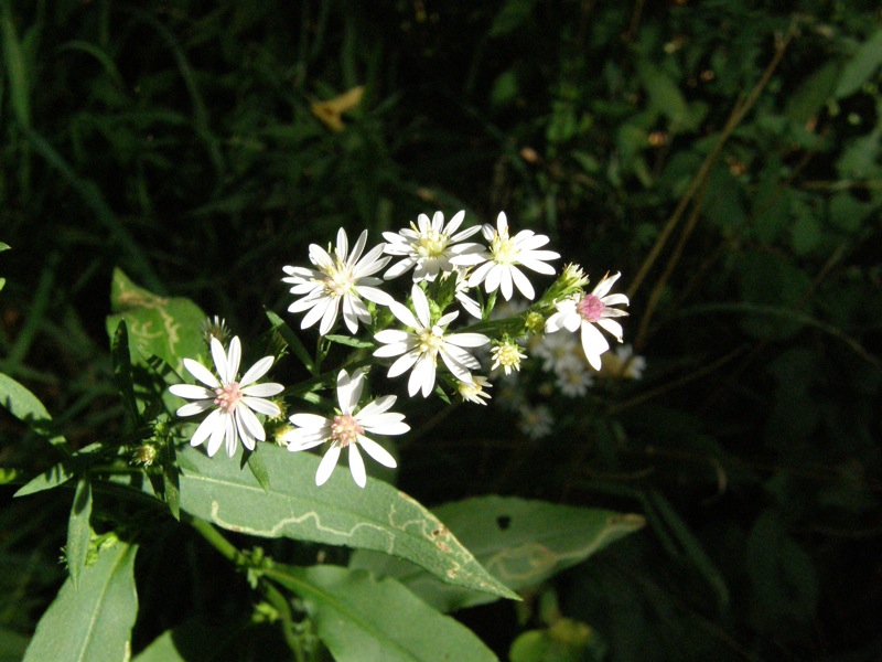 Calico Aster