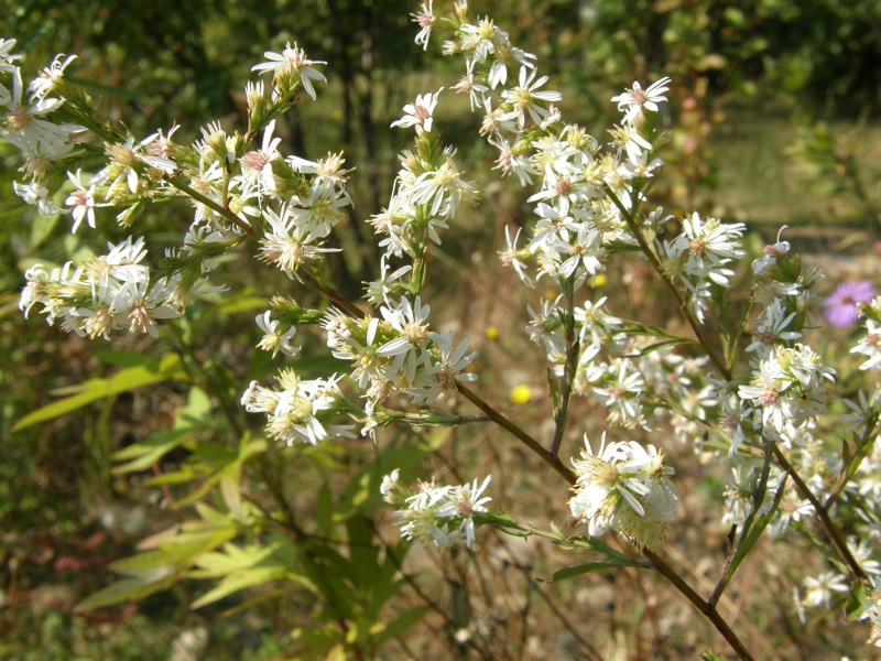 Calico Aster