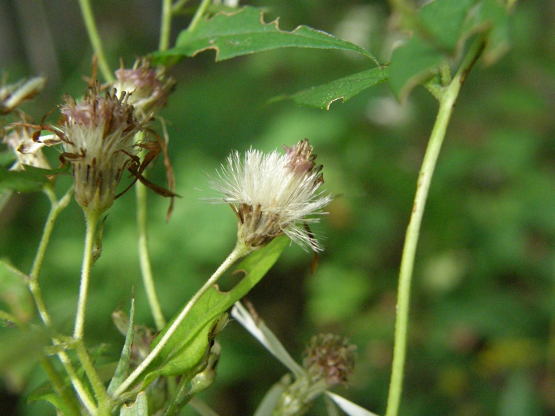 Calico Aster