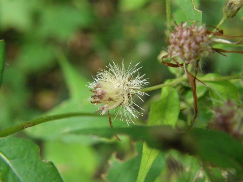 Calico Aster