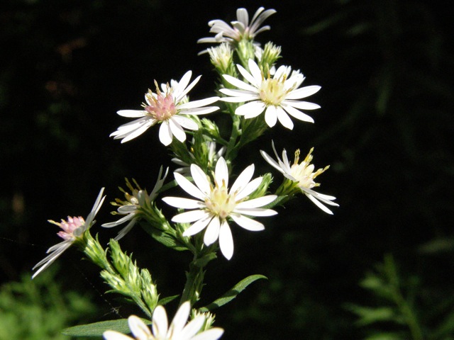 Calico Aster