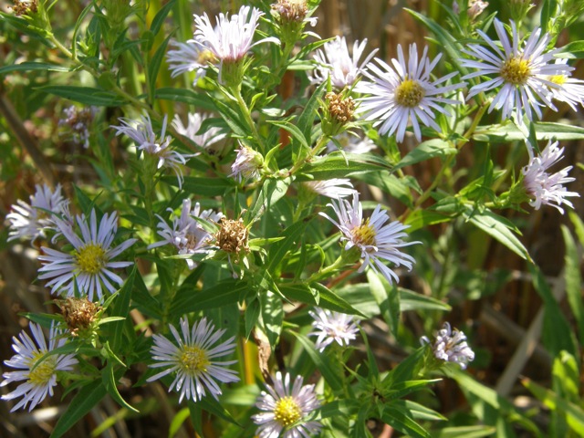 Purplestem Aster ?