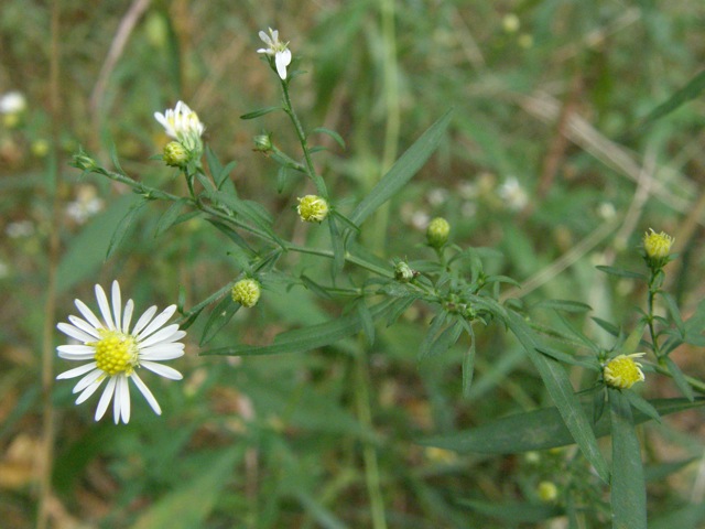 Small White Aster ?