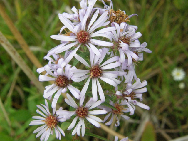 Stiff-leafed Aster ?