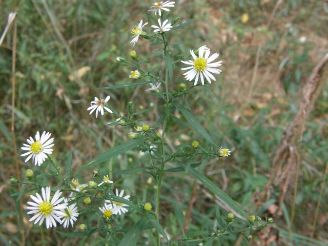 Small White Asters