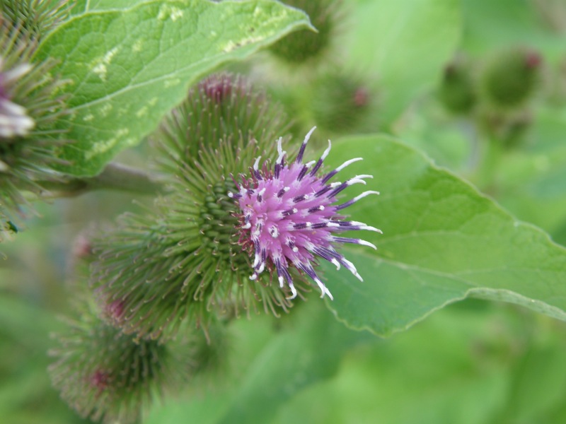 Common Burdock