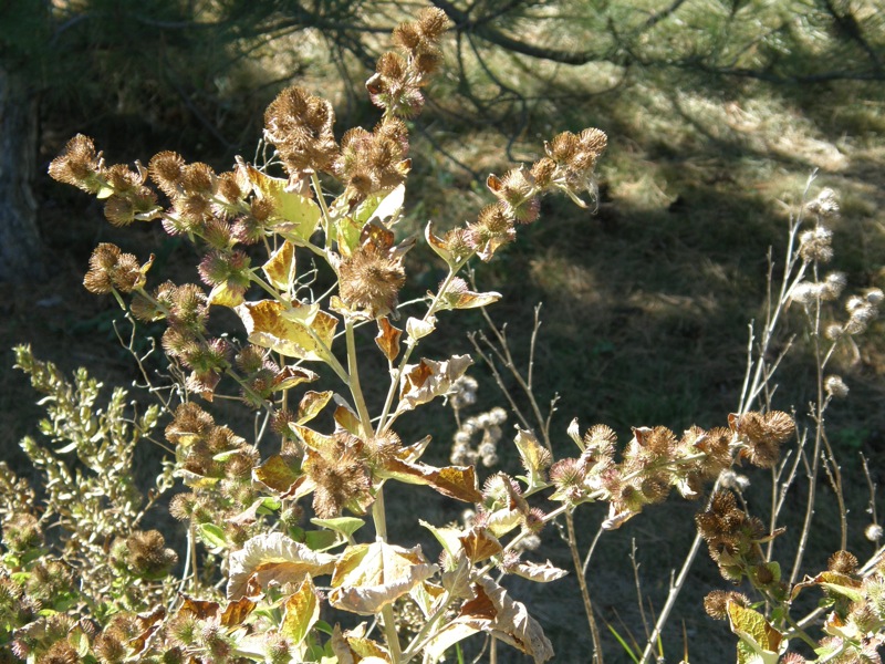 Common Burdock