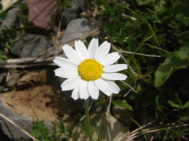 Corn Chamomile