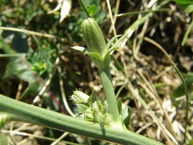 Chicory