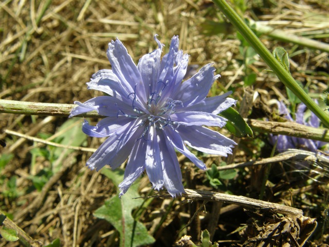 Chicory