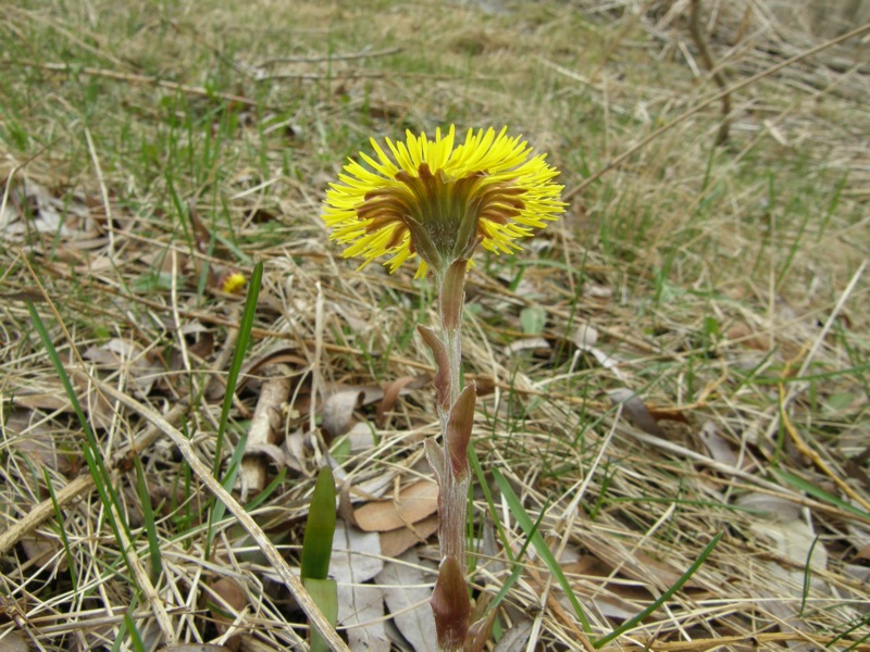 Coltsfoot