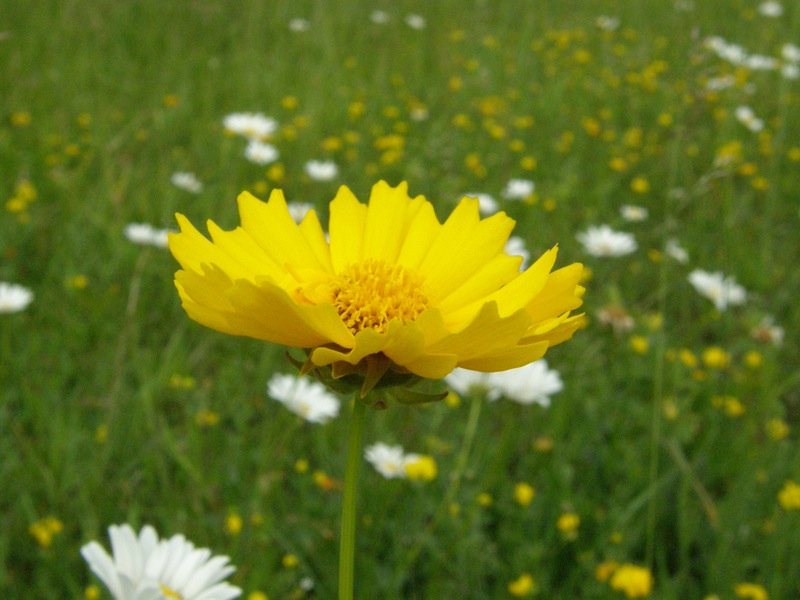 Coreopsis