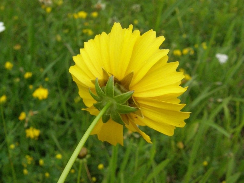 Coreopsis