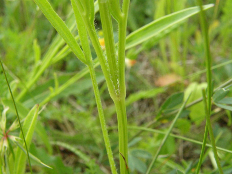 Coreopsis