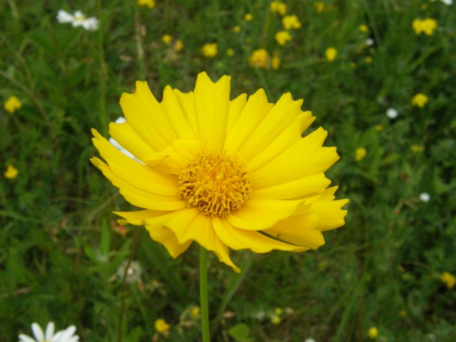Coreopsis