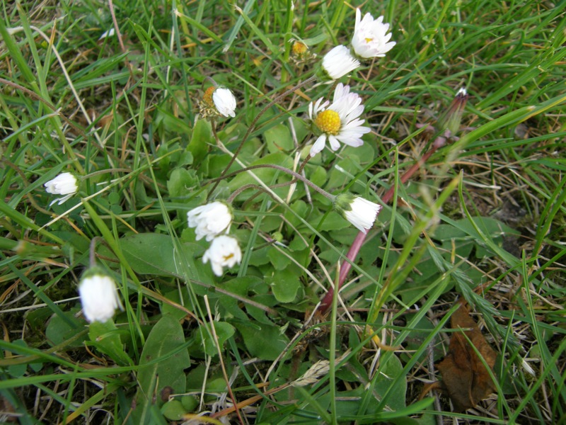 English Daisy