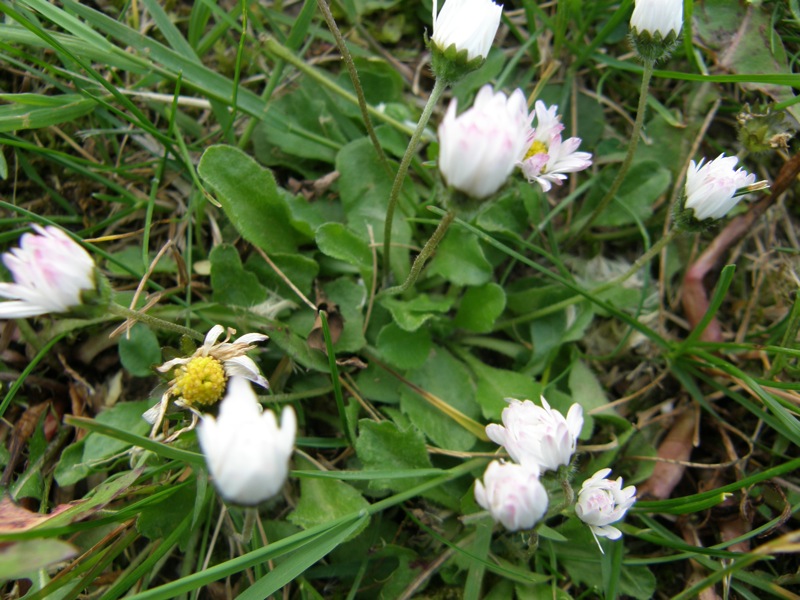 English Daisy